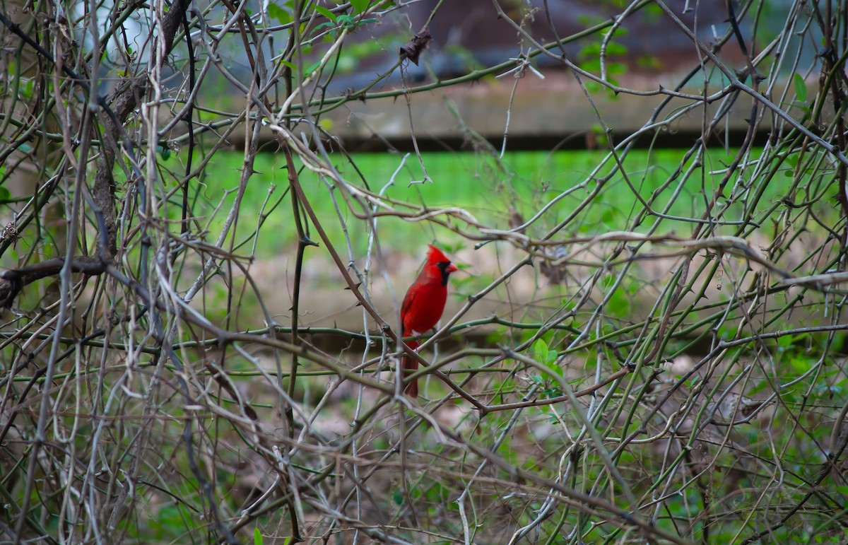 Cardinal rouge - ML615797634