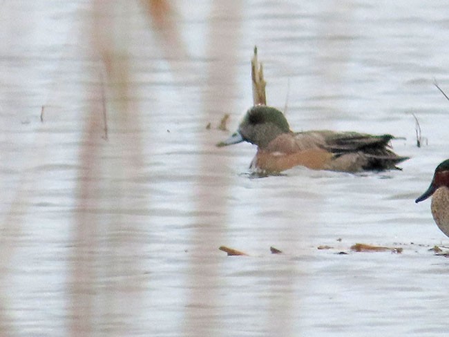 American Wigeon - ML615797658