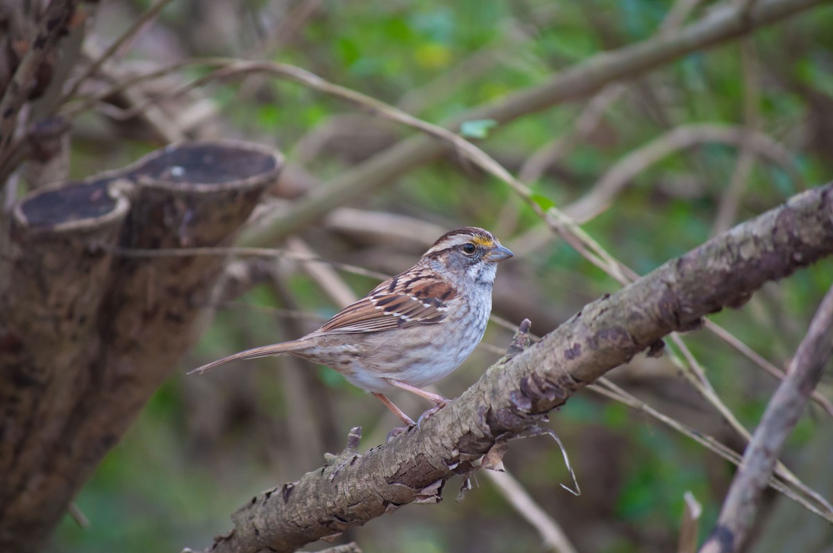 White-throated Sparrow - ML615797659