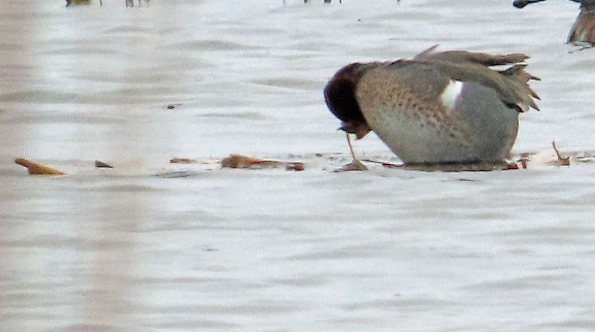 Green-winged Teal (American) - ML615797666