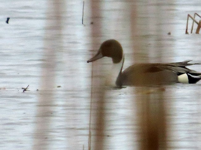 Northern Pintail - ML615797675