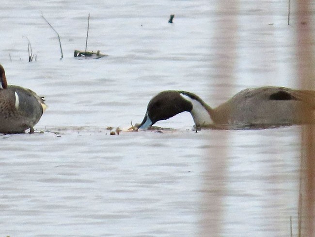 Northern Pintail - ML615797676