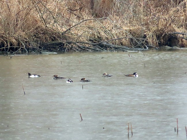 Hooded Merganser - ML615797688