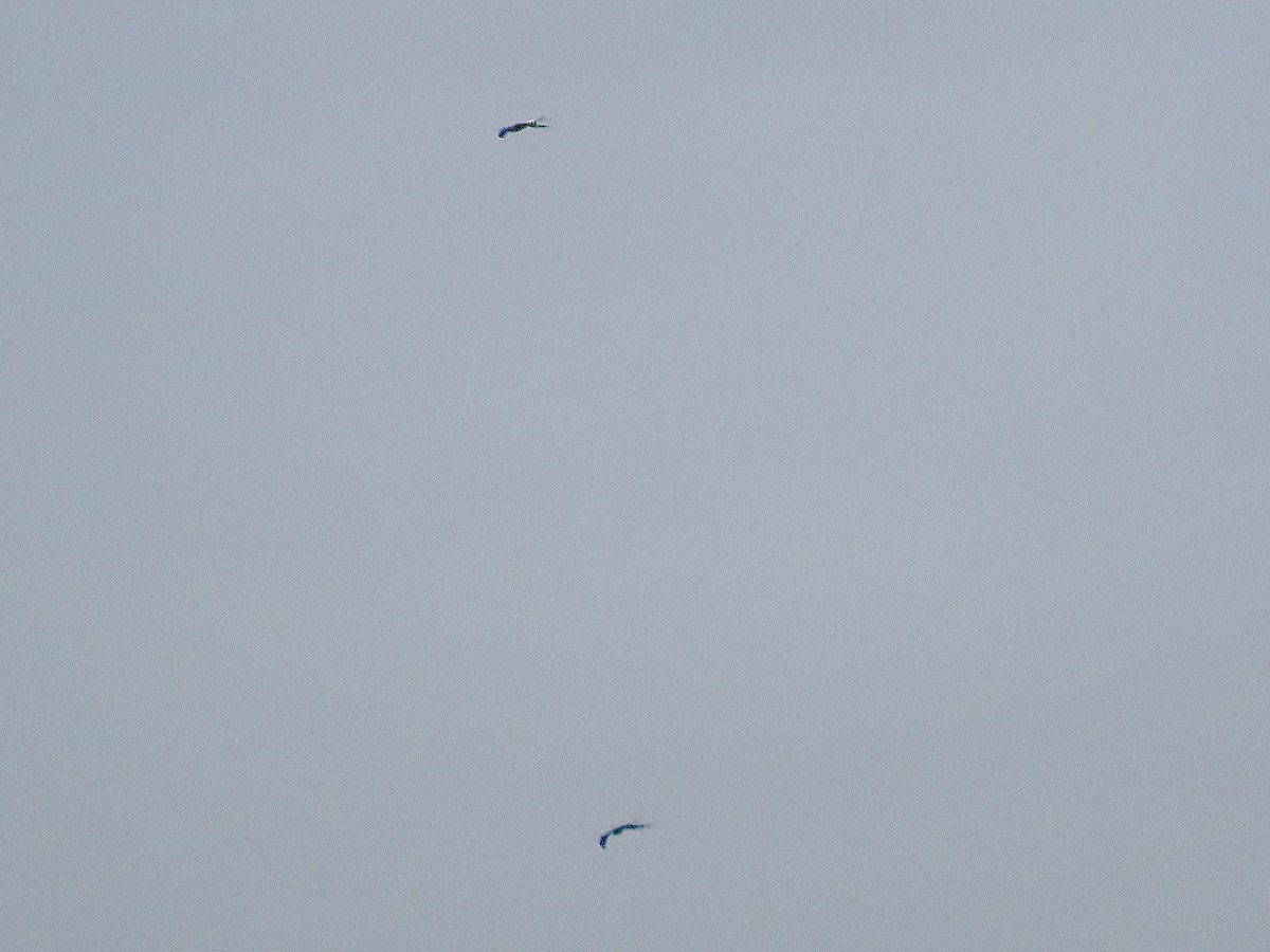 Swallow-tailed Kite - ML615797697