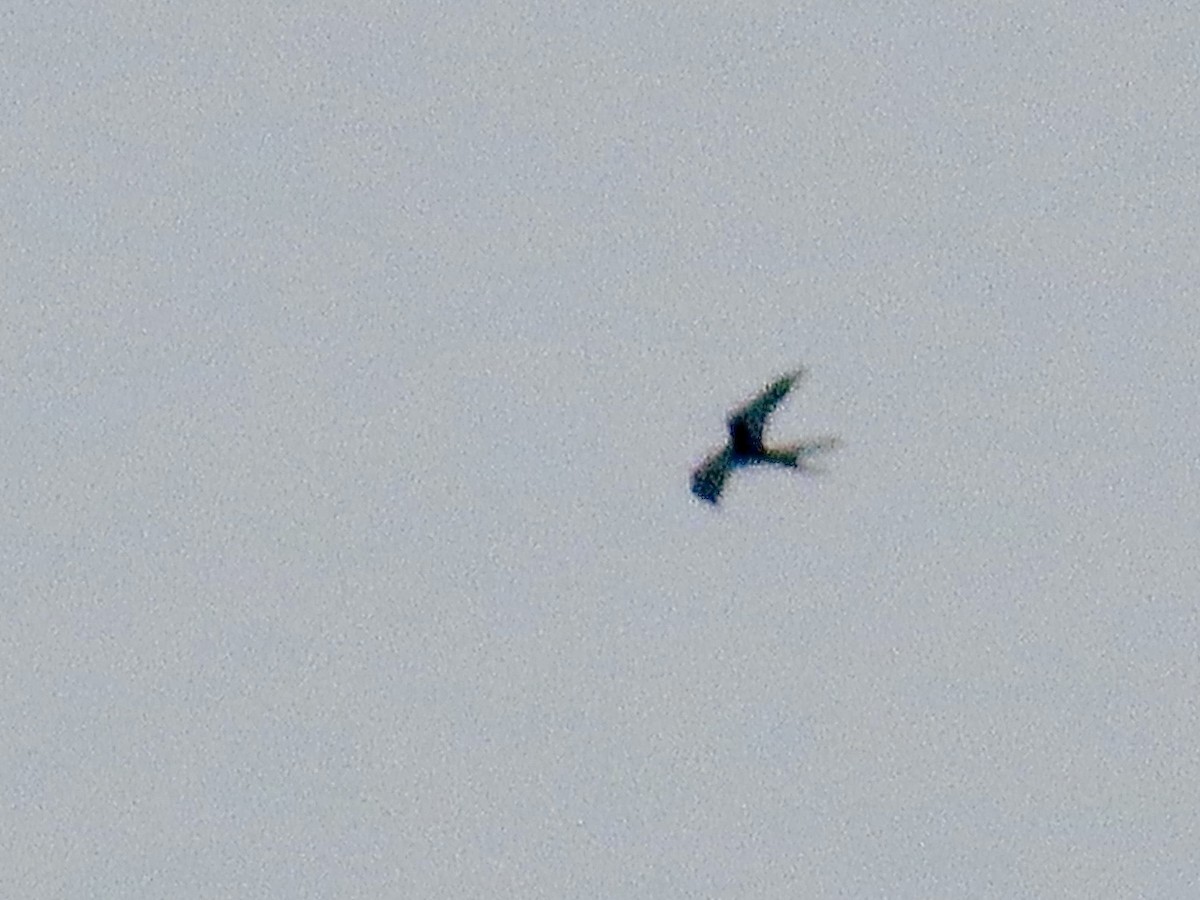 Swallow-tailed Kite - ML615797698