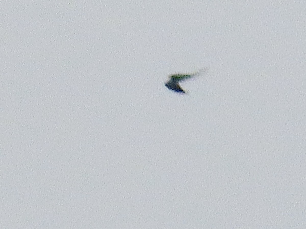 Swallow-tailed Kite - ML615797699