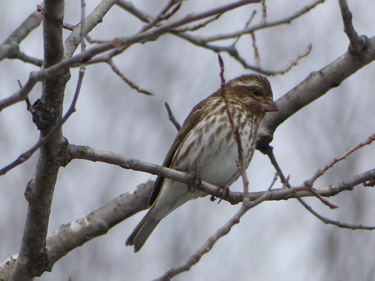 Purple Finch - ML615797714