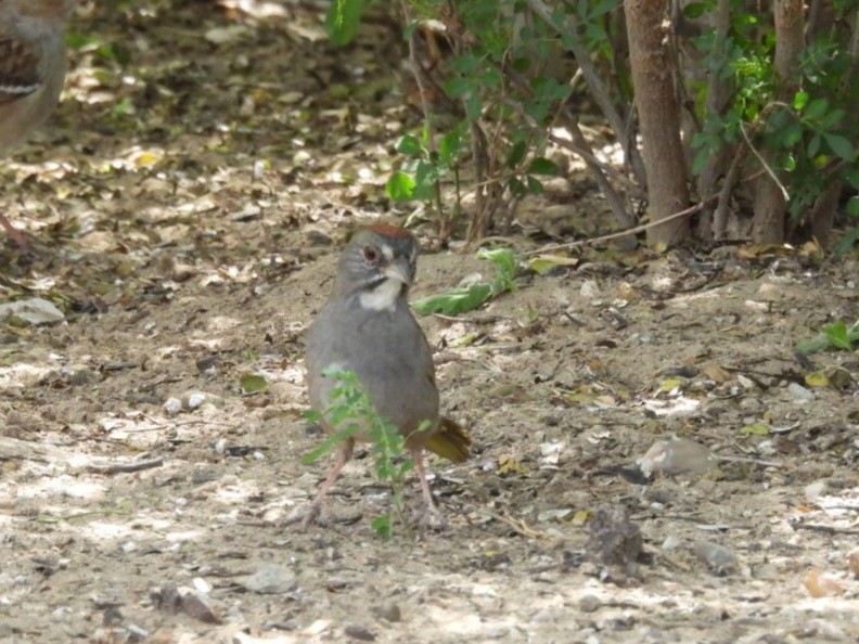 Green-tailed Towhee - ML615797742