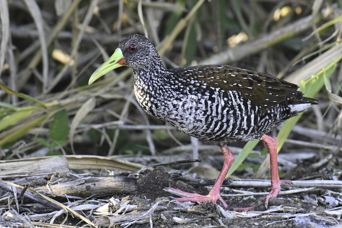 Spotted Rail - ML615797768