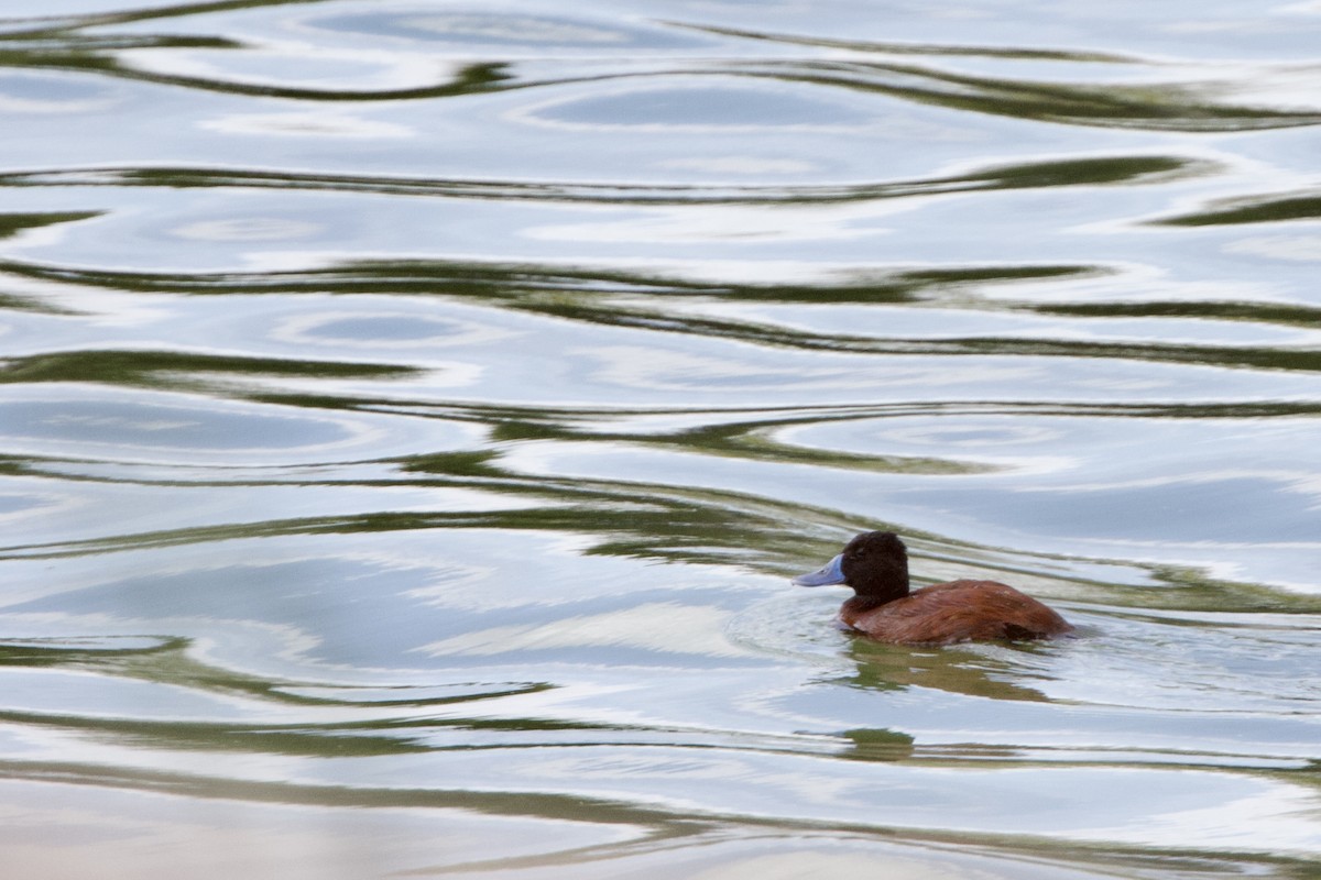 Lake Duck - Steve Bielamowicz