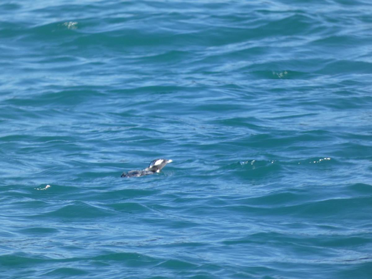 Japanese Murrelet - Matthew Rathgeber