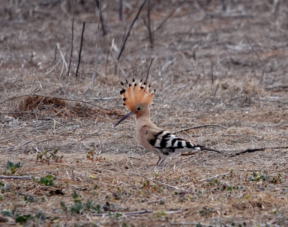 Eurasian Hoopoe - Denis Dujardin