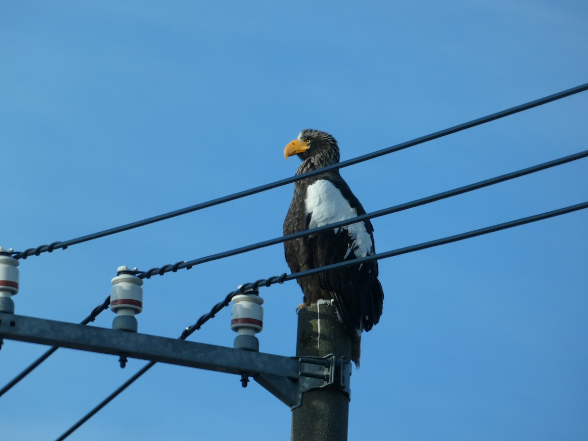 Steller's Sea-Eagle - ML615797915