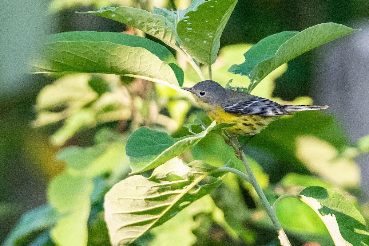 Magnolia Warbler - ML615797934