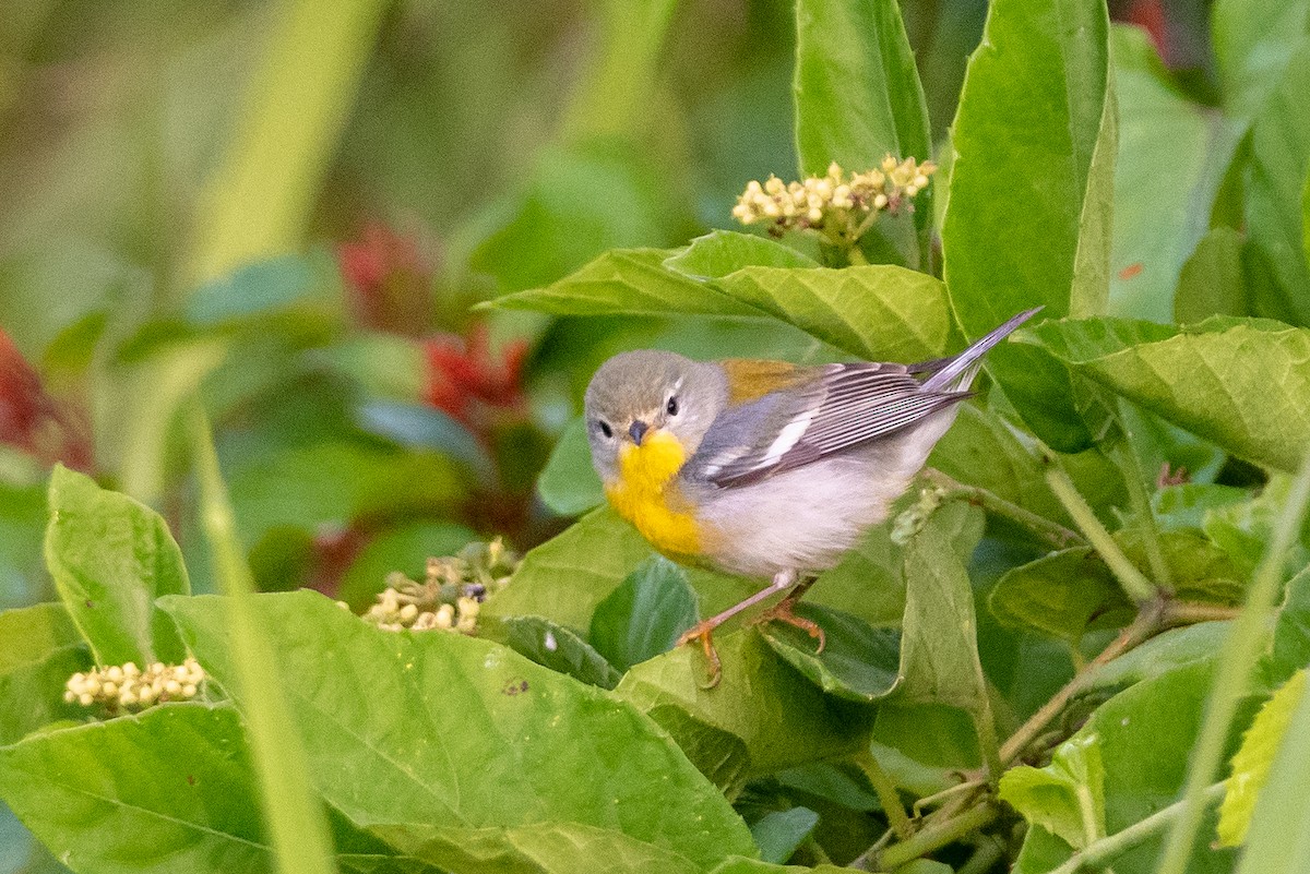 Northern Parula - ML615797961