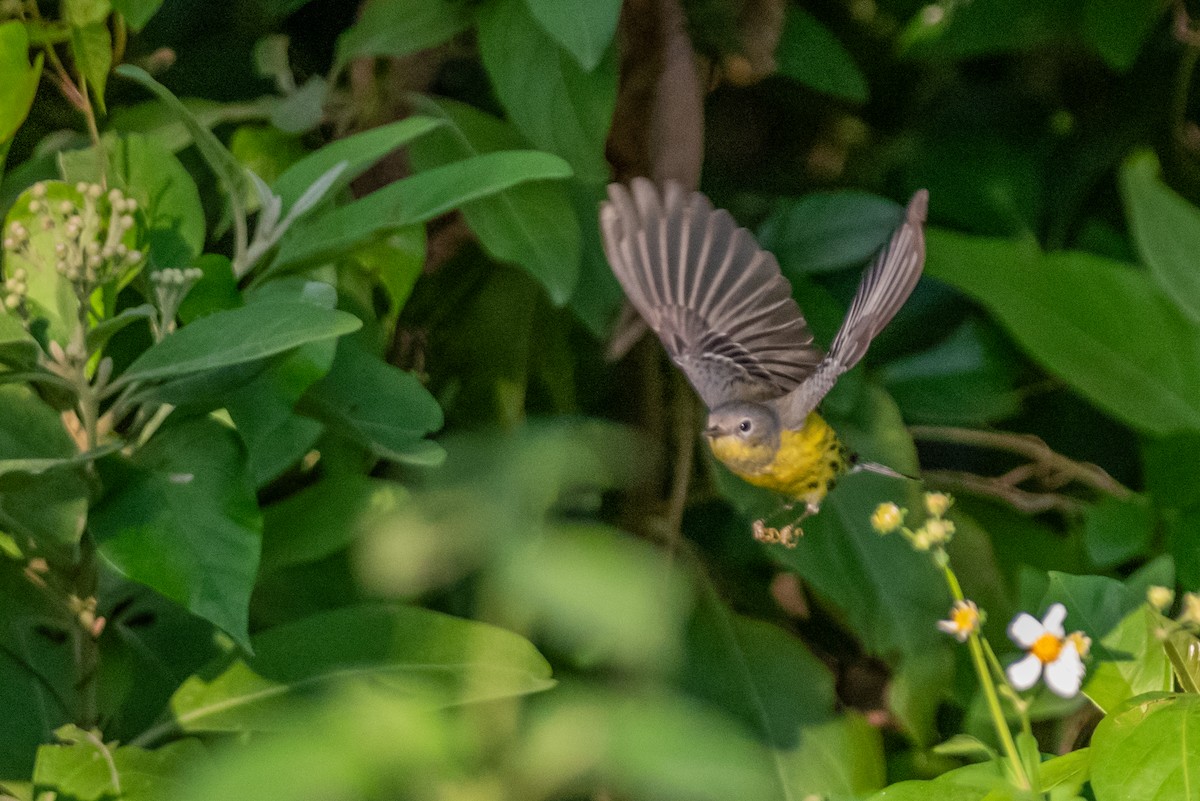 Northern Parula - Layton Rikkers