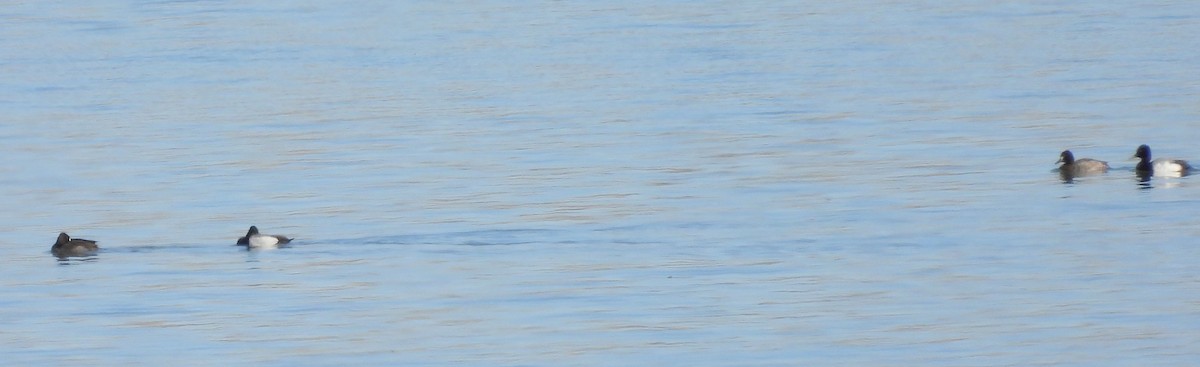 Lesser Scaup - ML615797971