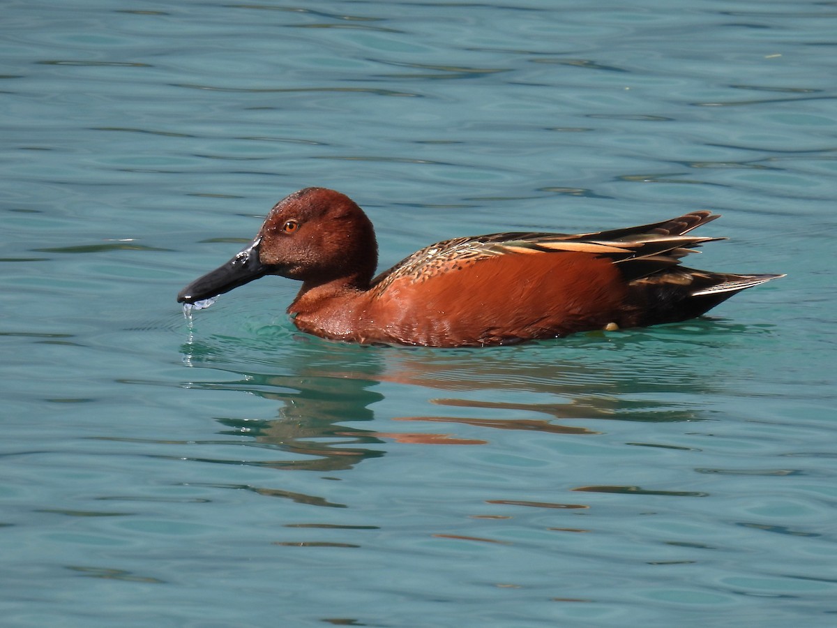 Cinnamon Teal - ML615798057