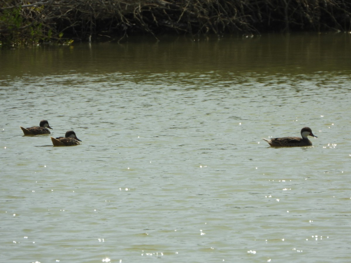 White-cheeked Pintail - ML615798124