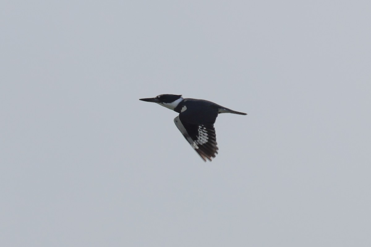 Belted Kingfisher - ML615798191