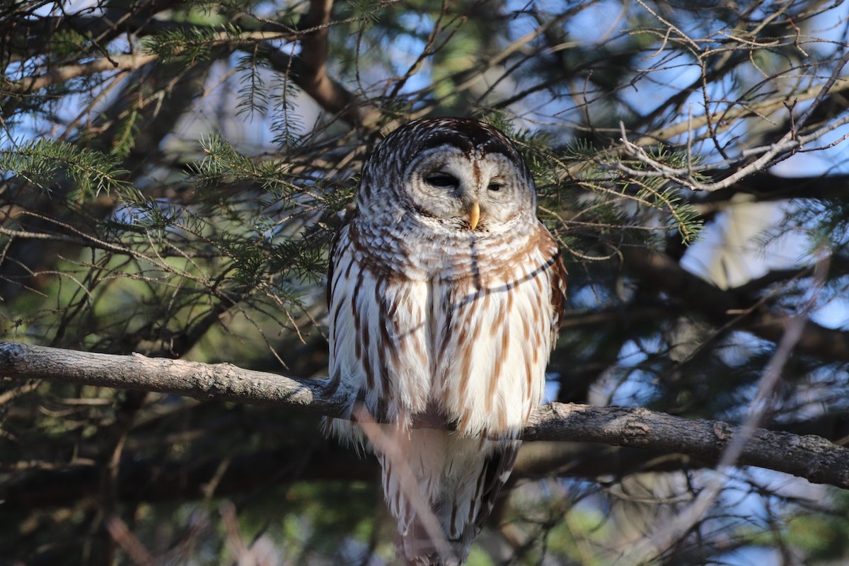 Barred Owl - ML615798195