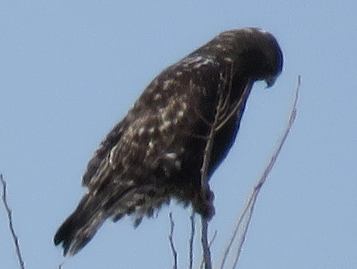 Rough-legged Hawk - ML615798287