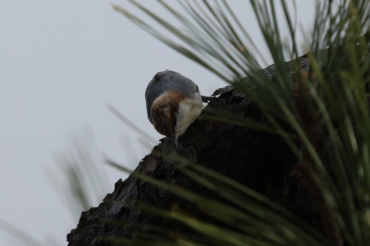 Brown-headed Nuthatch - ML615798310