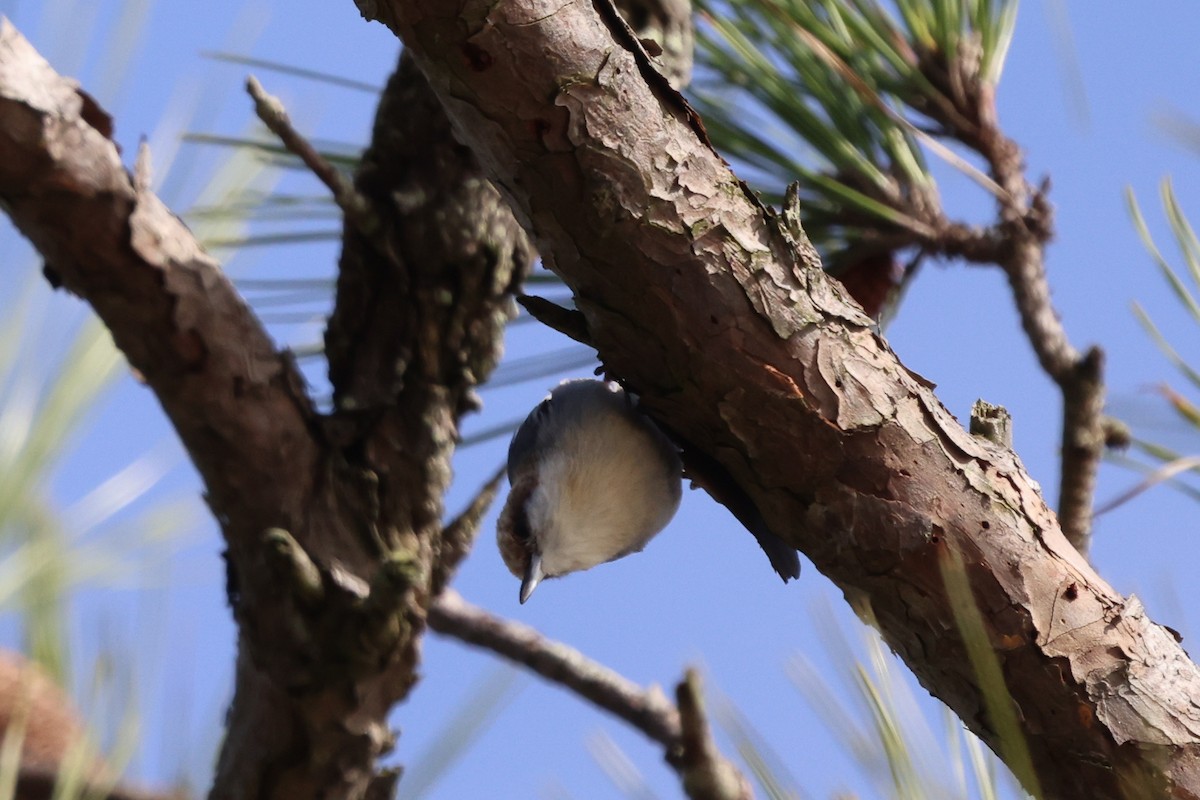 Brown-headed Nuthatch - ML615798311