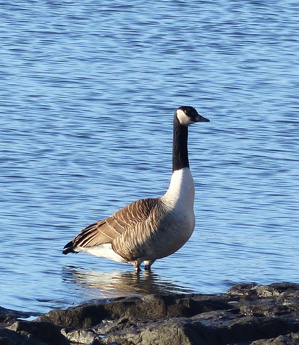 Canada Goose - Marie Giroux