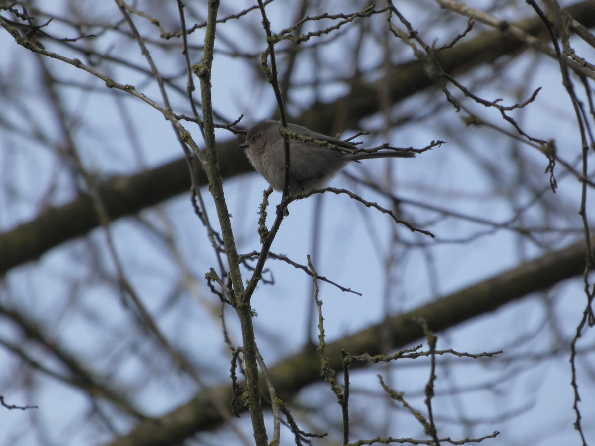 Bushtit - Nick Giordano