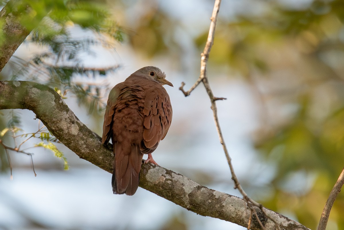 Ruddy Ground Dove - ML615798369