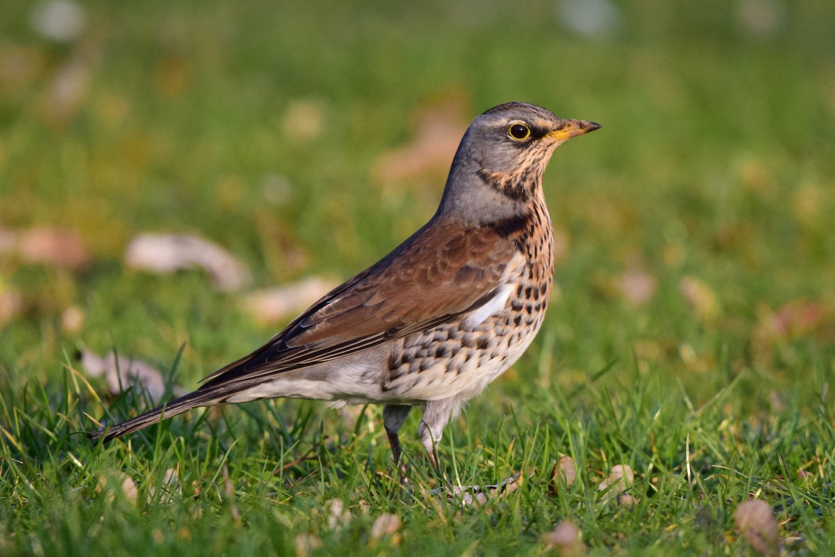 Fieldfare - ML615798390