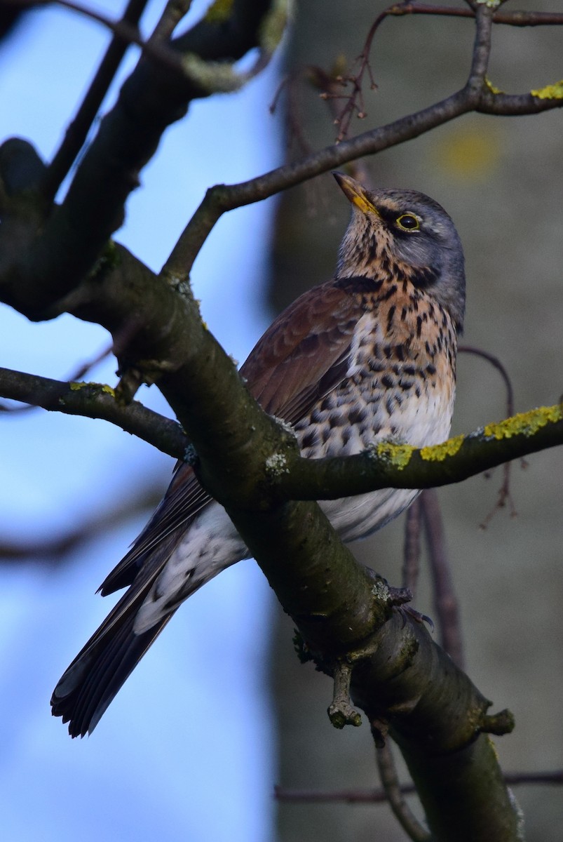 Fieldfare - ML615798395