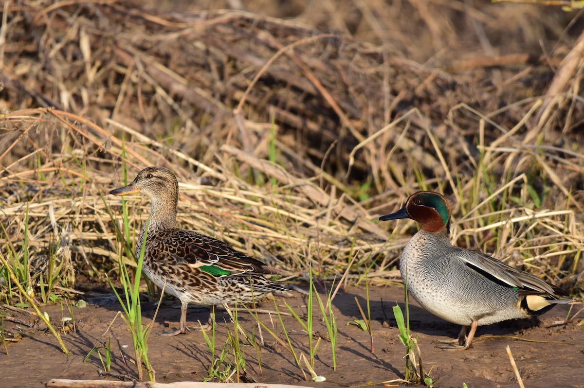 Green-winged Teal - ML615798428