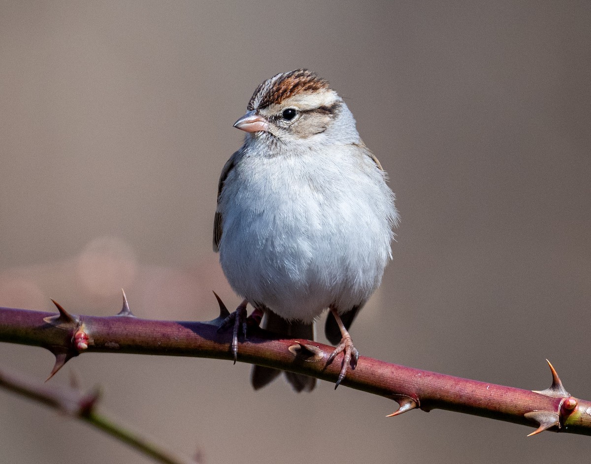 Chipping Sparrow - Tom Warren