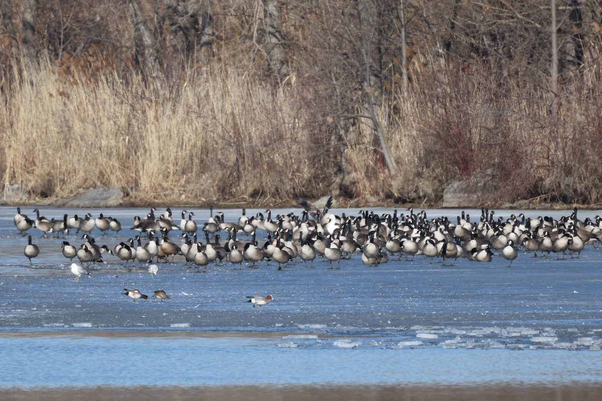 Eurasian Wigeon - ML615798453