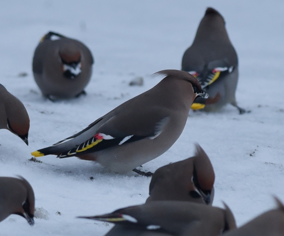 Bohemian Waxwing - ML615798461