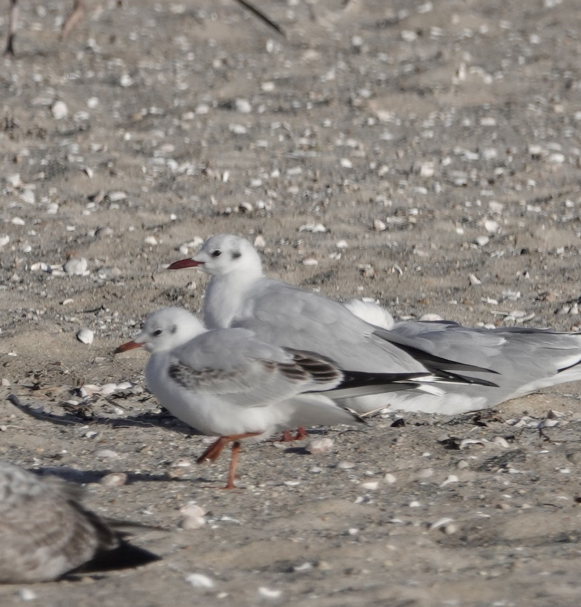 Mouette rieuse - ML615798469