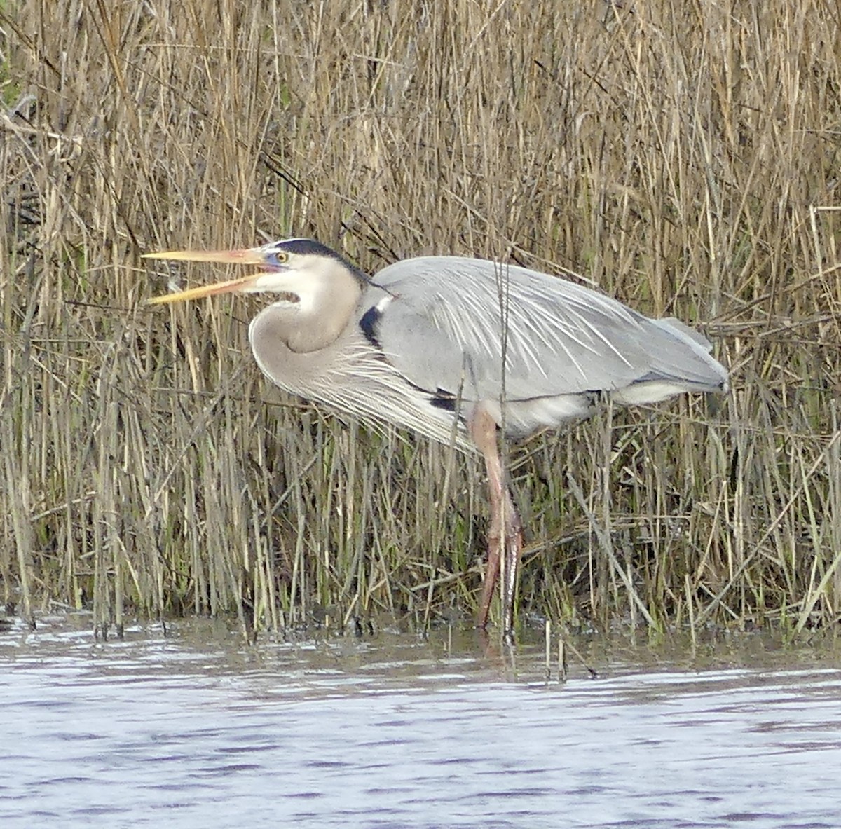 Great Blue Heron - Cindy Sherwood