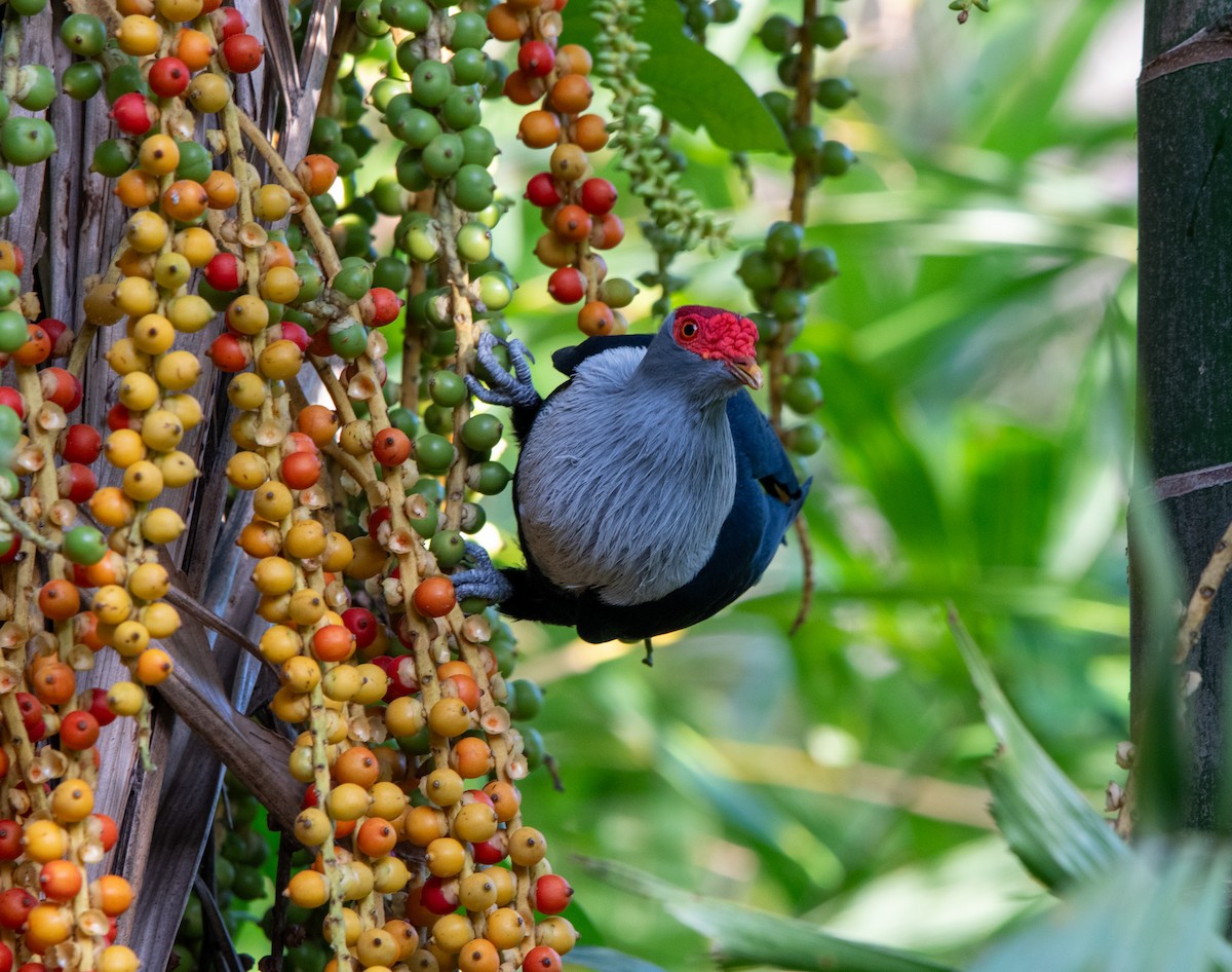 Seychelles Blue-Pigeon - Adam Winstanley