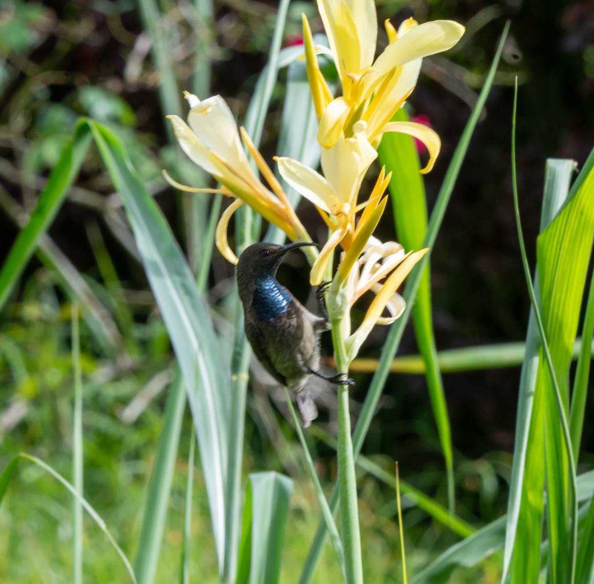 Seychelles Sunbird - ML615798766