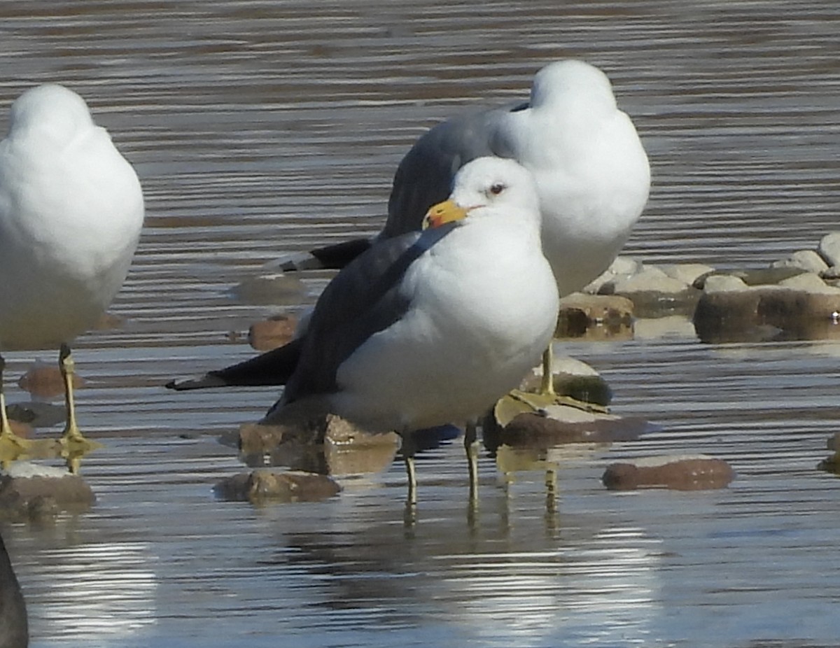 California Gull - ML615798771