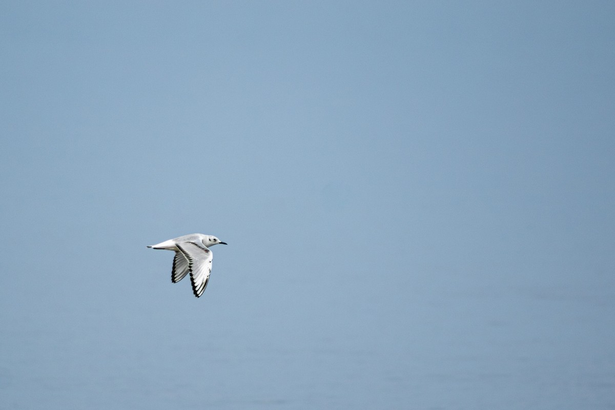 Bonaparte's Gull - Andrés Morales