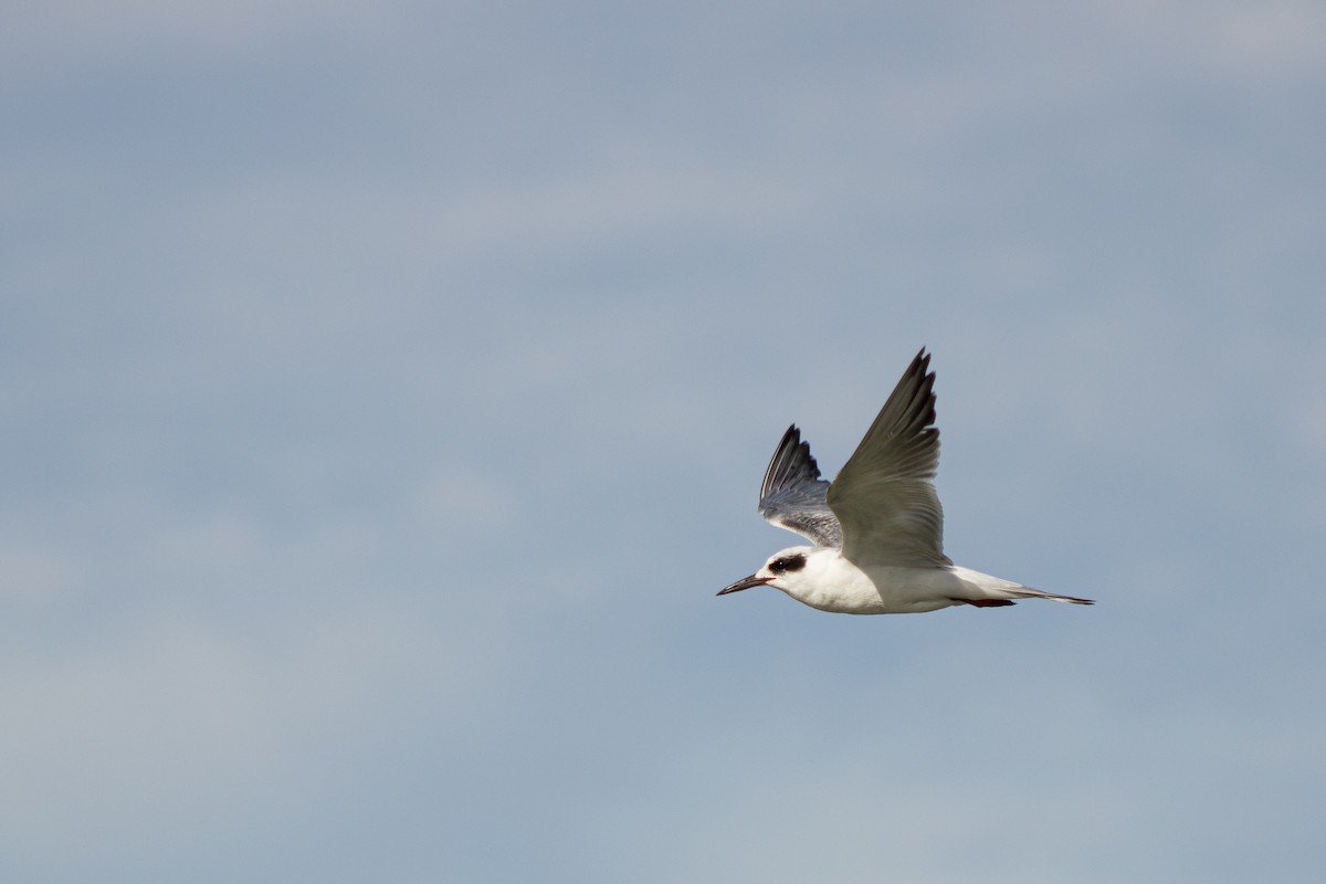 Forster's Tern - ML615798855