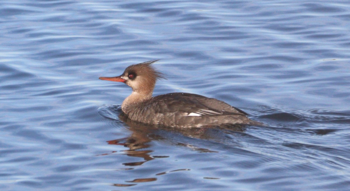 Red-breasted Merganser - ML615799127