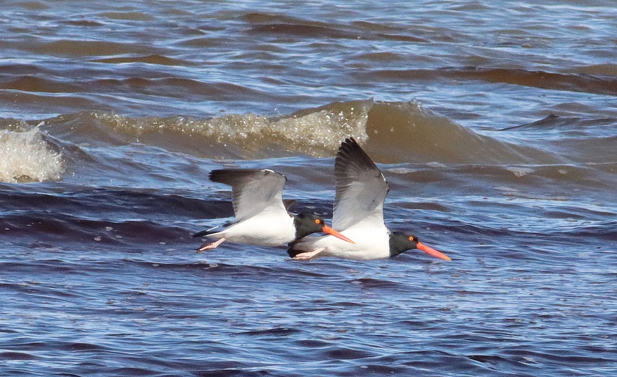 American Oystercatcher - ML615799148