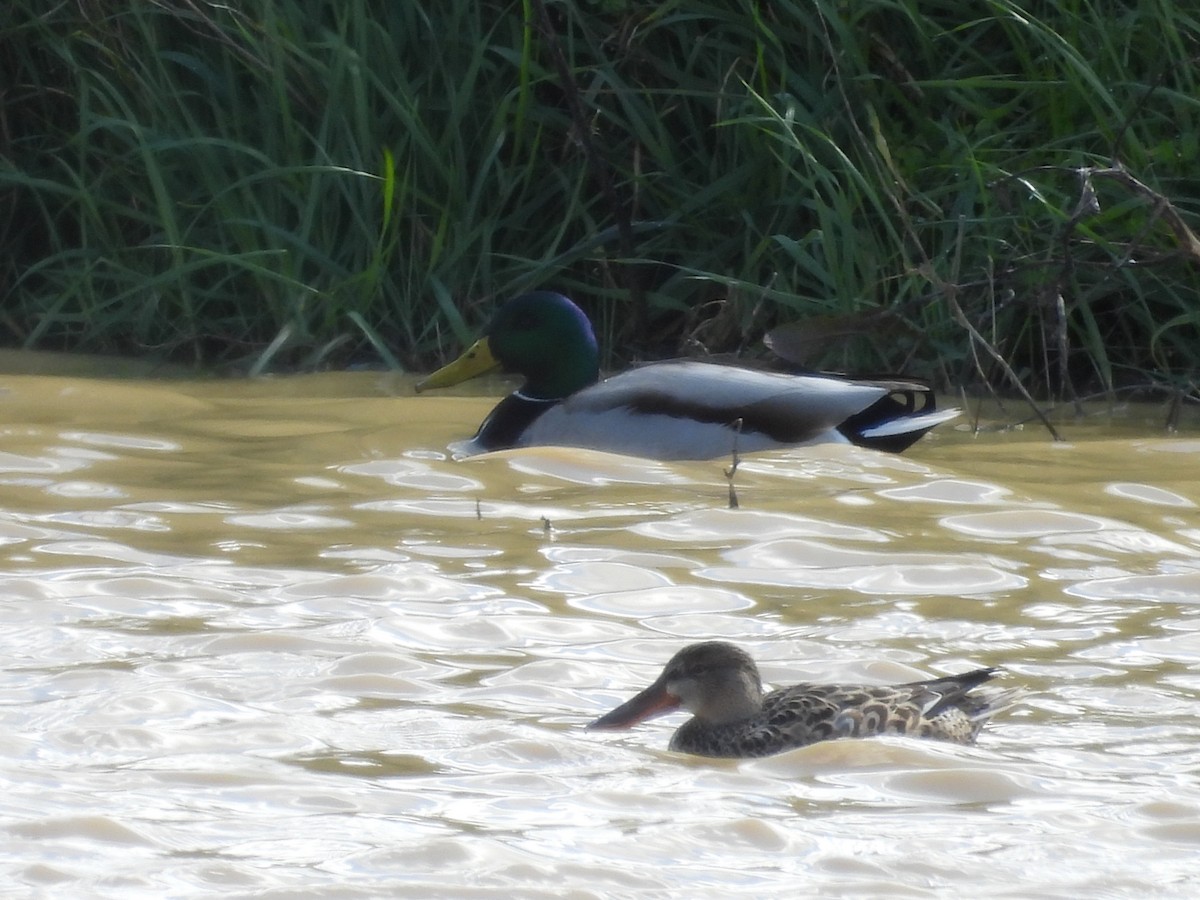 Northern Shoveler - José Barrueso Franco