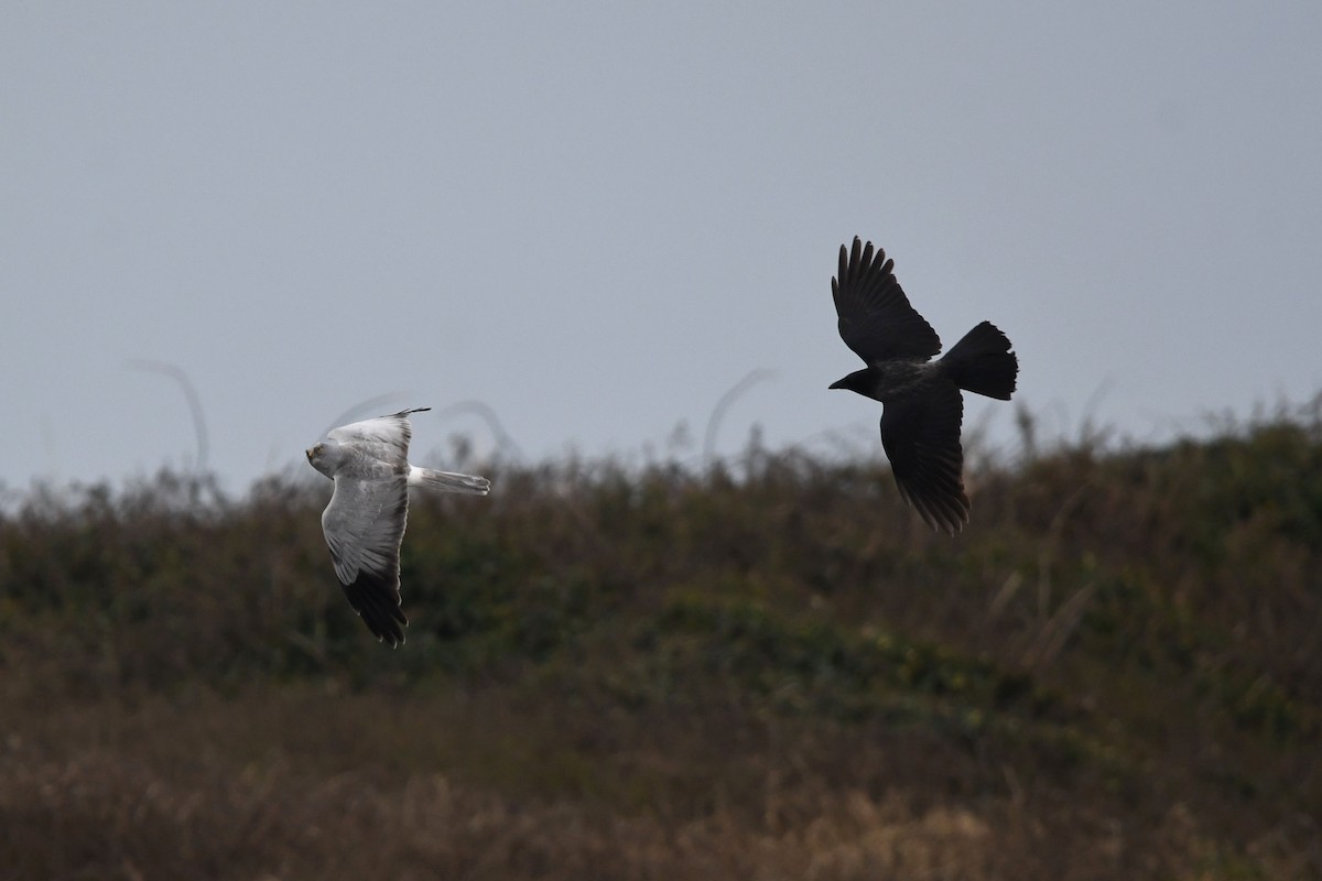 Hen Harrier - David Kelly