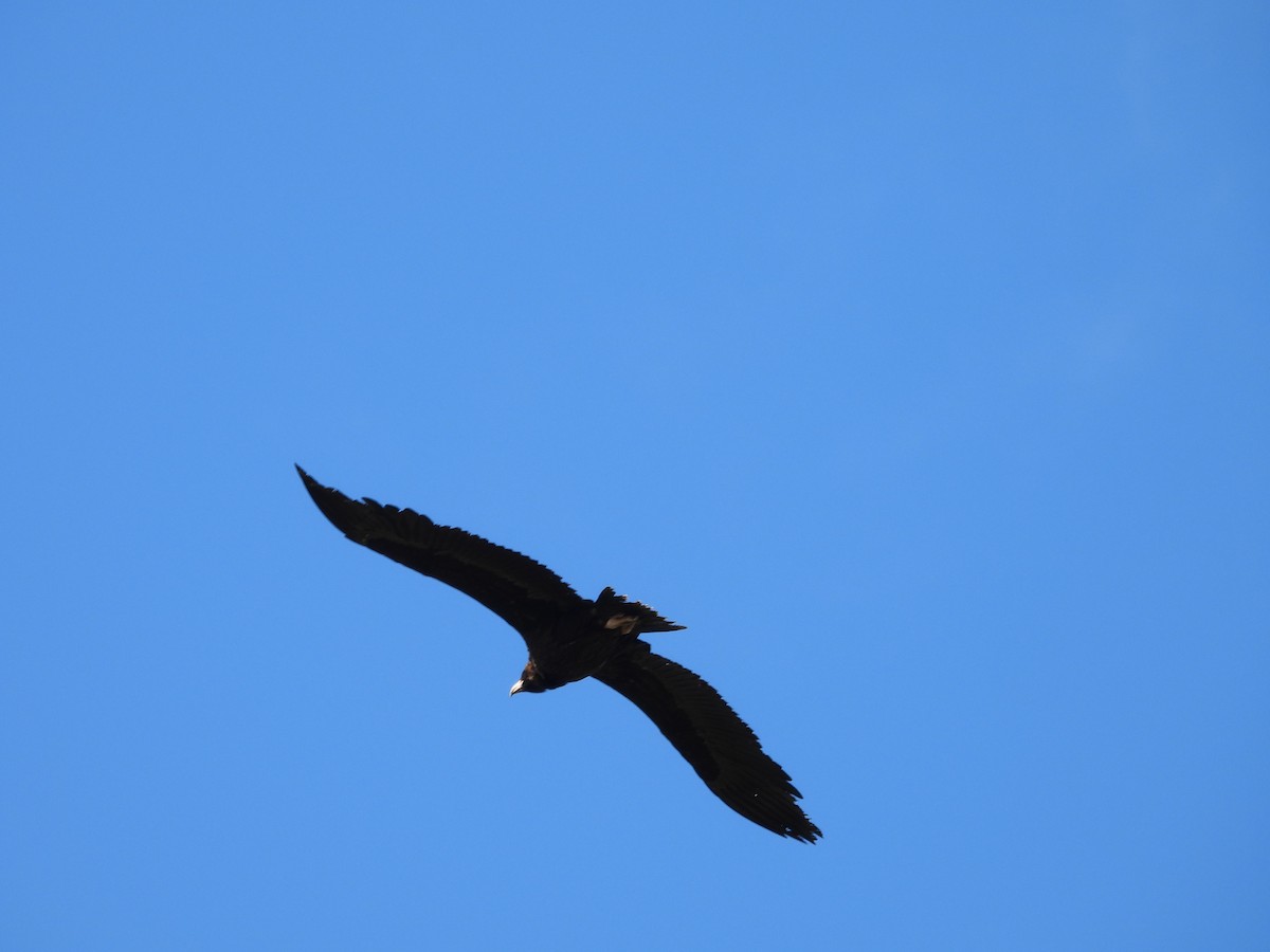 Cinereous Vulture - José Barrueso Franco