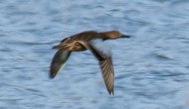 Blue-winged Teal - ML615799263
